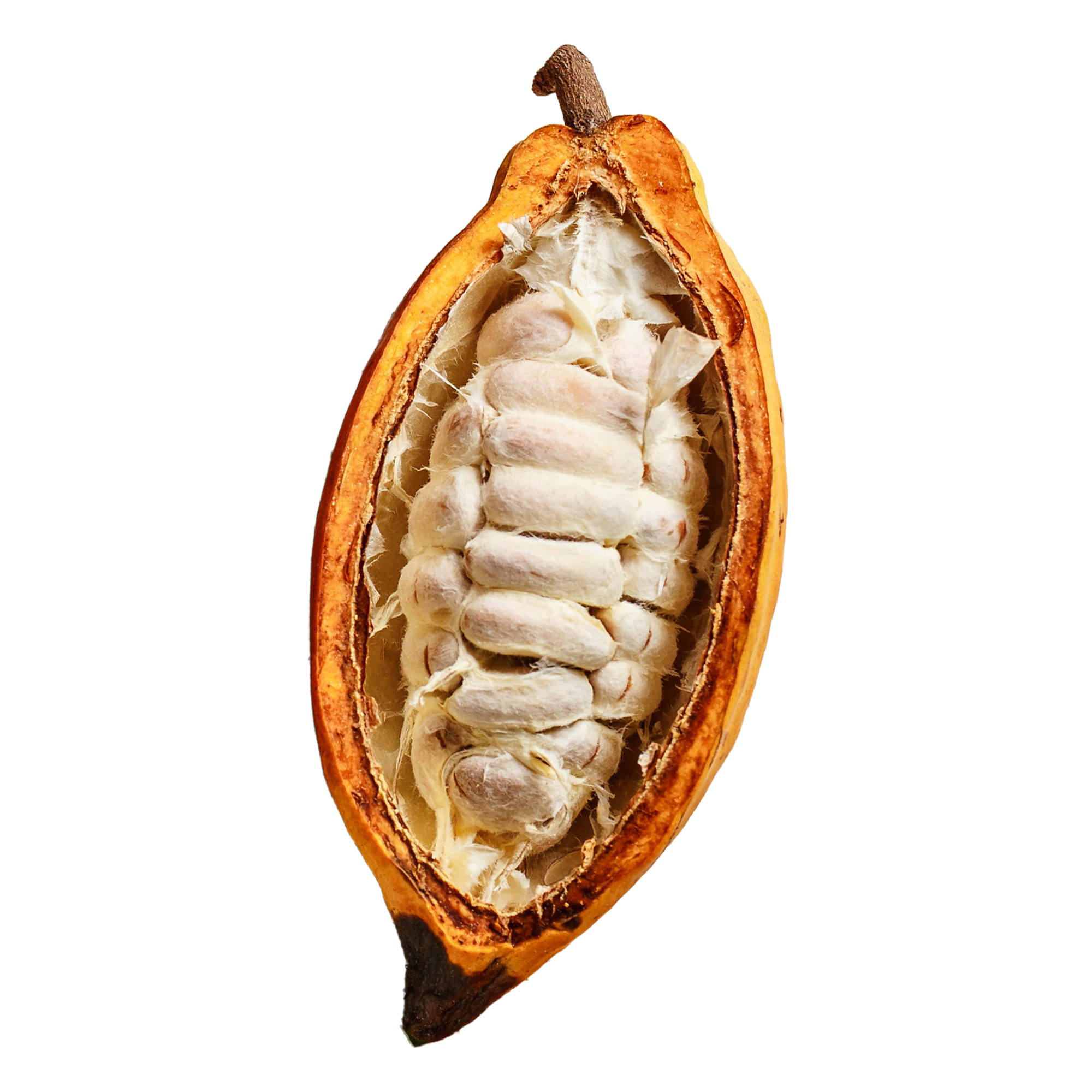 CACAO_Fruit