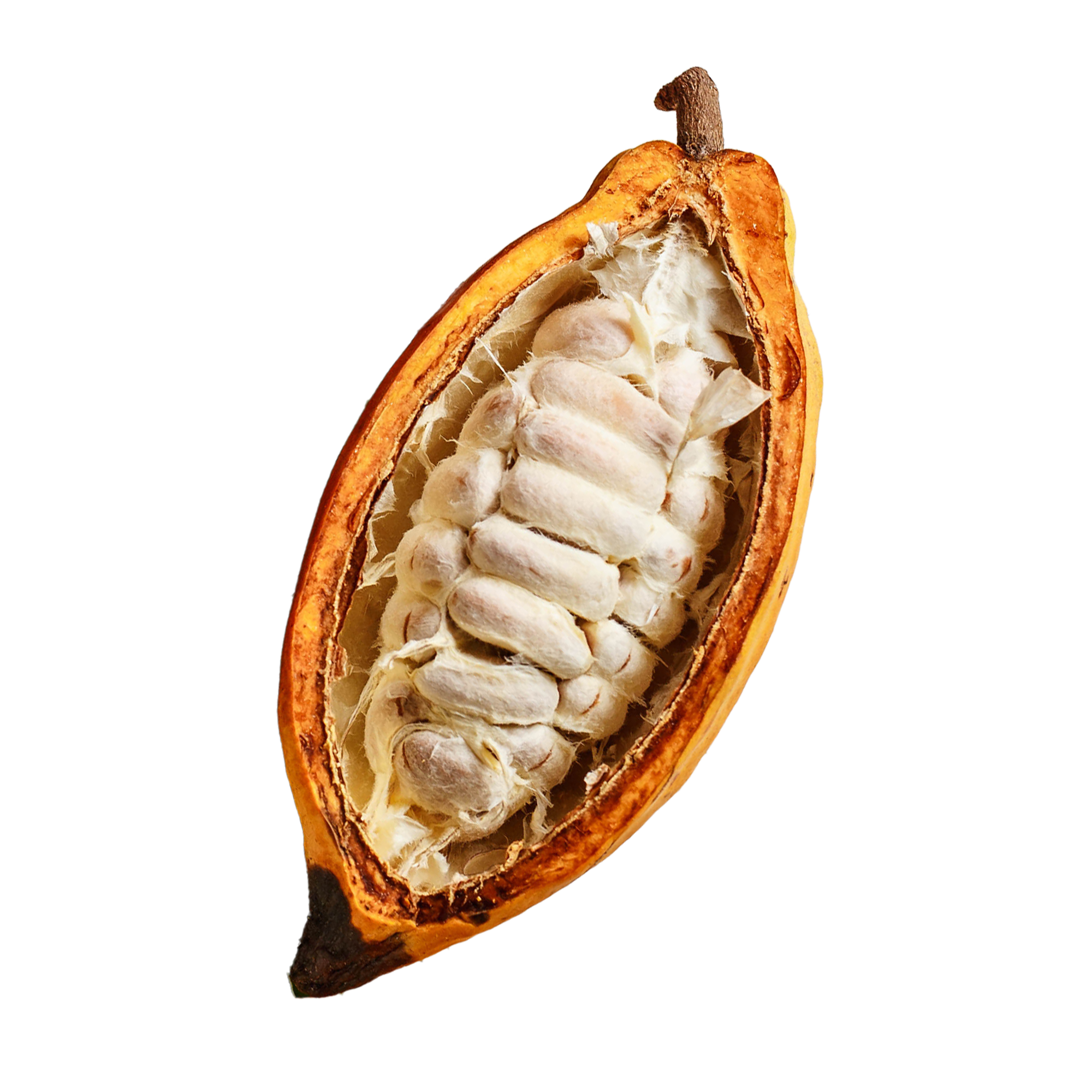 CACAO_Fruit_2