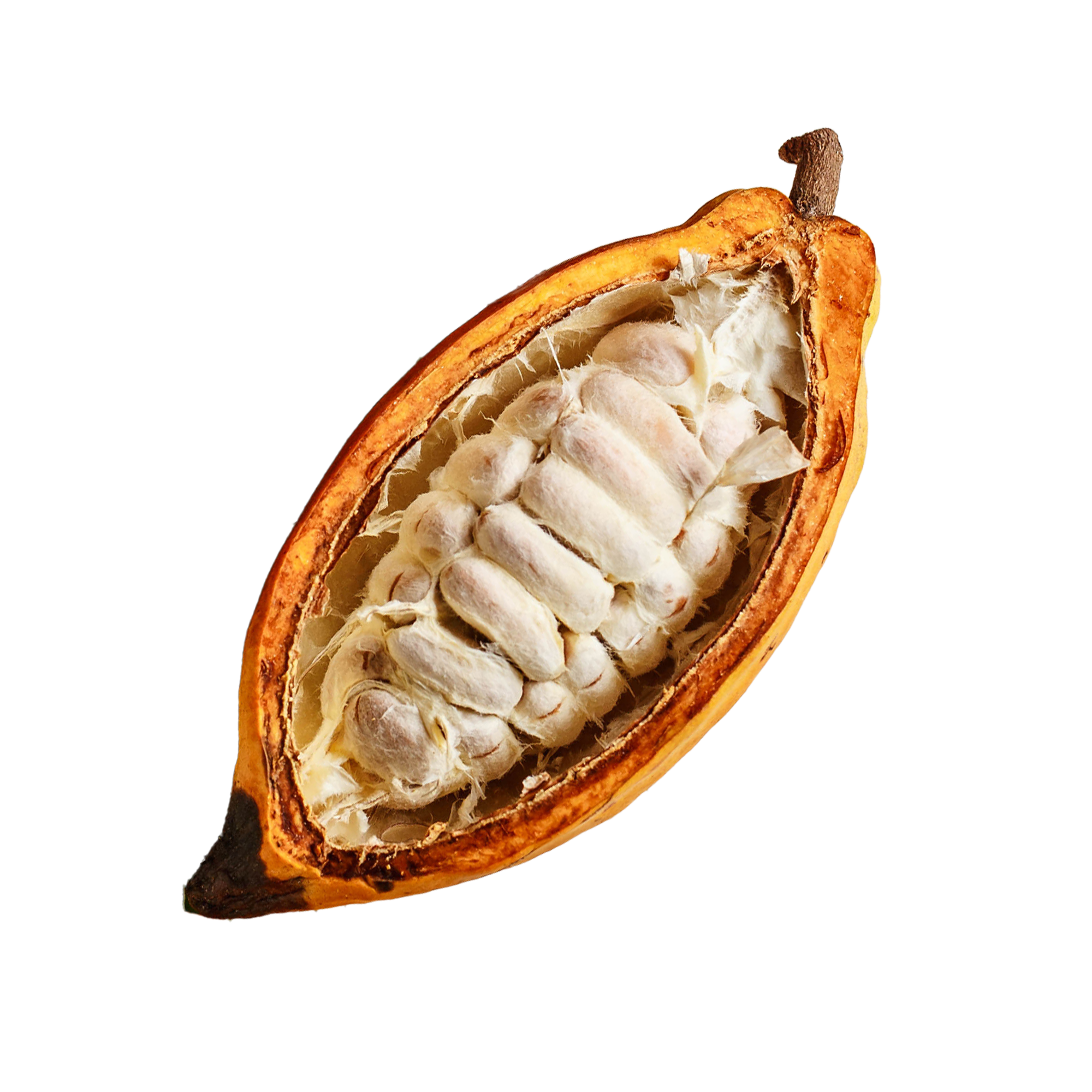 CACAO_Fruit_3