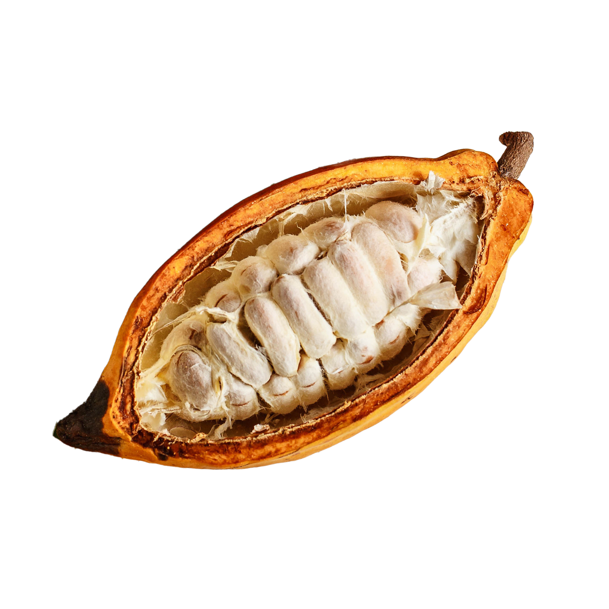 CACAO_Fruit_4