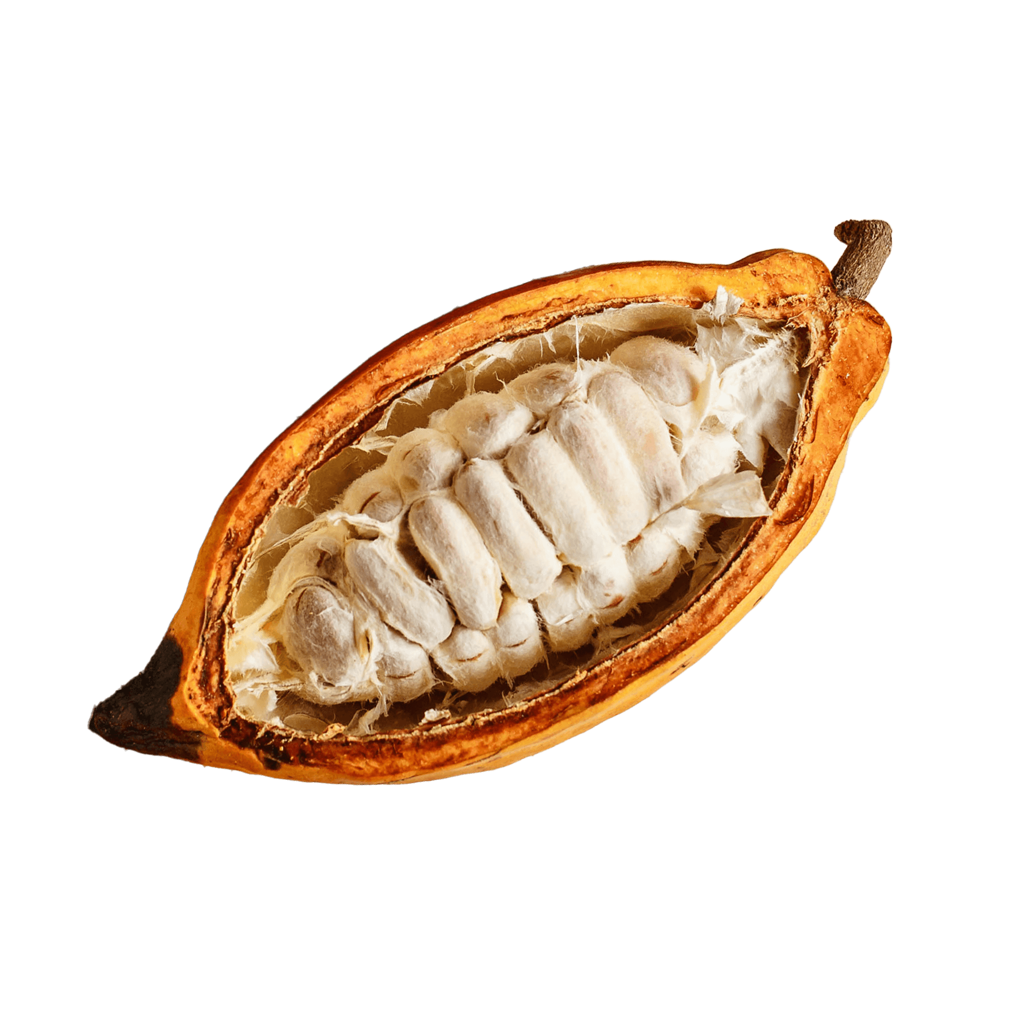 CACAO_Fruit_4