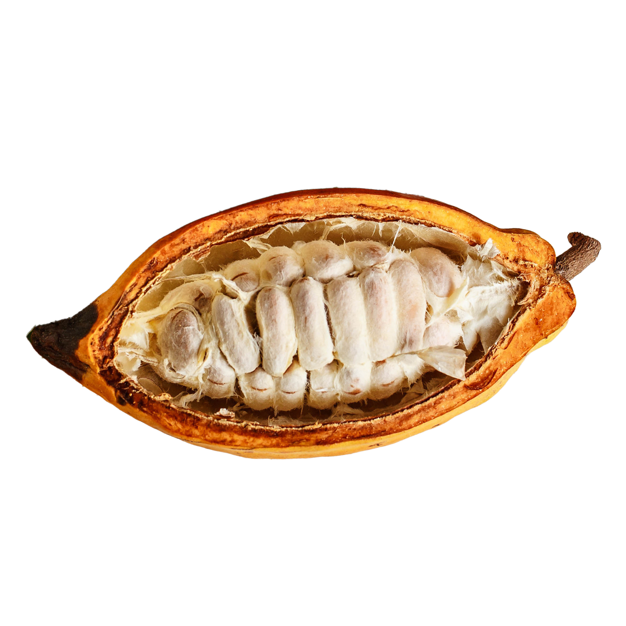 CACAO_Fruit_5