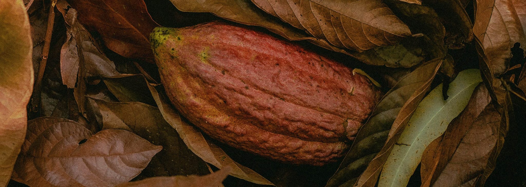 Direct_Trade_Why_It_Matters_B - The Conscious Bar