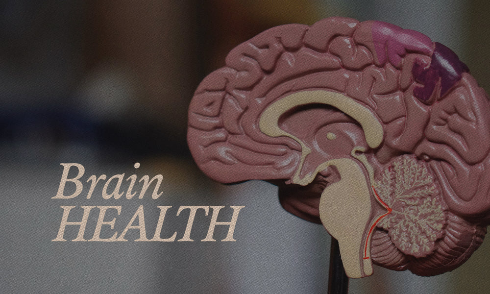 Harvard Found Something in Chocolate That Could Change Brain Health Forever - The Conscious Bar
