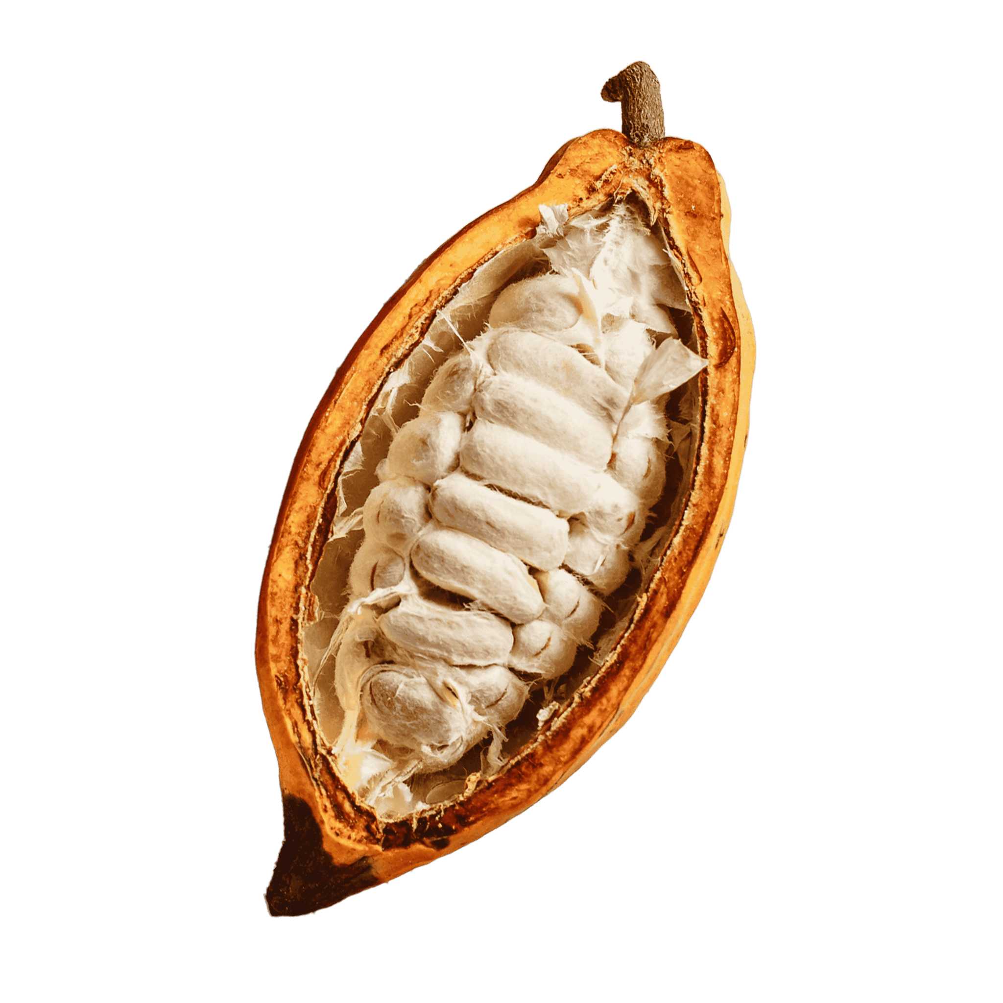 CACAO_Fruit_2