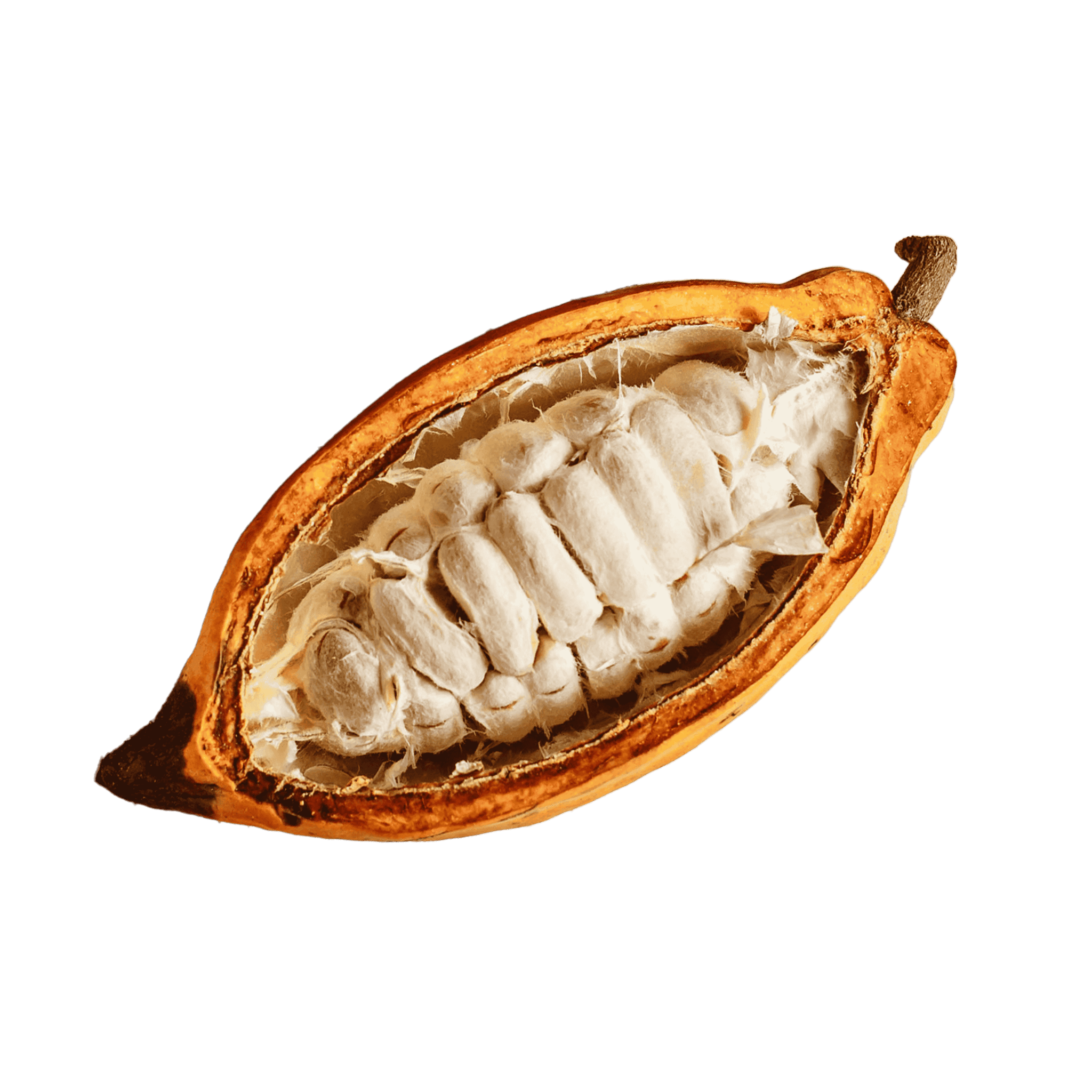 CACAO_Fruit_4