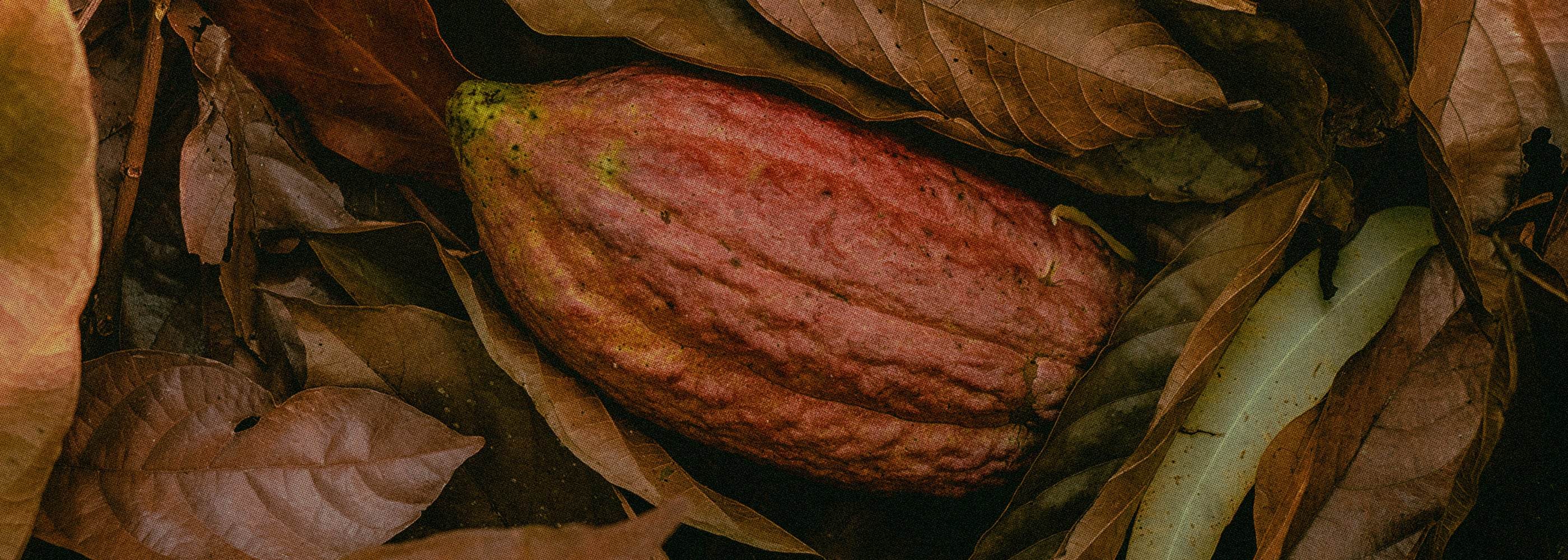 Direct_Trade_Why_It_Matters_B - The Conscious Bar