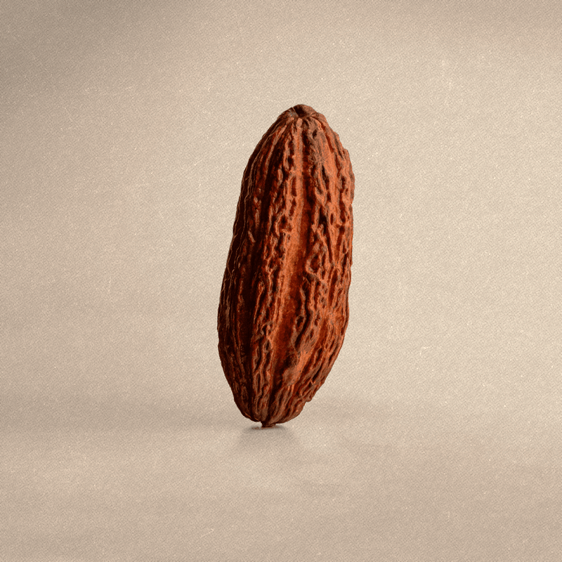 A single organic cacao pod