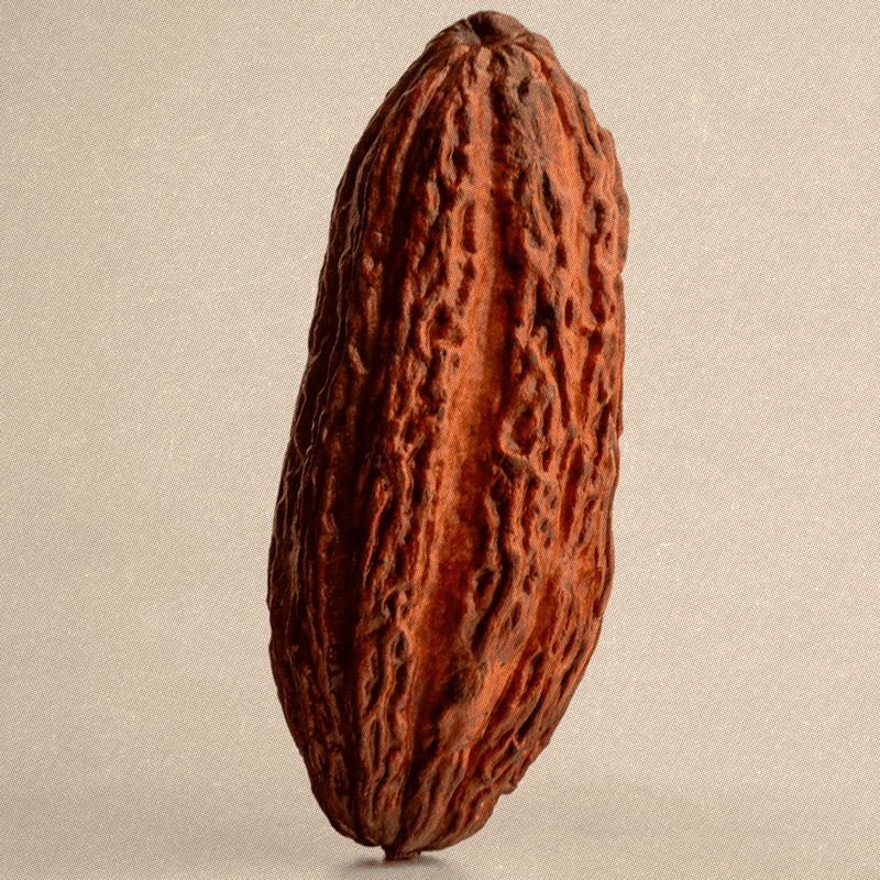 Organic cacao bean, a nutrient-dense superfood