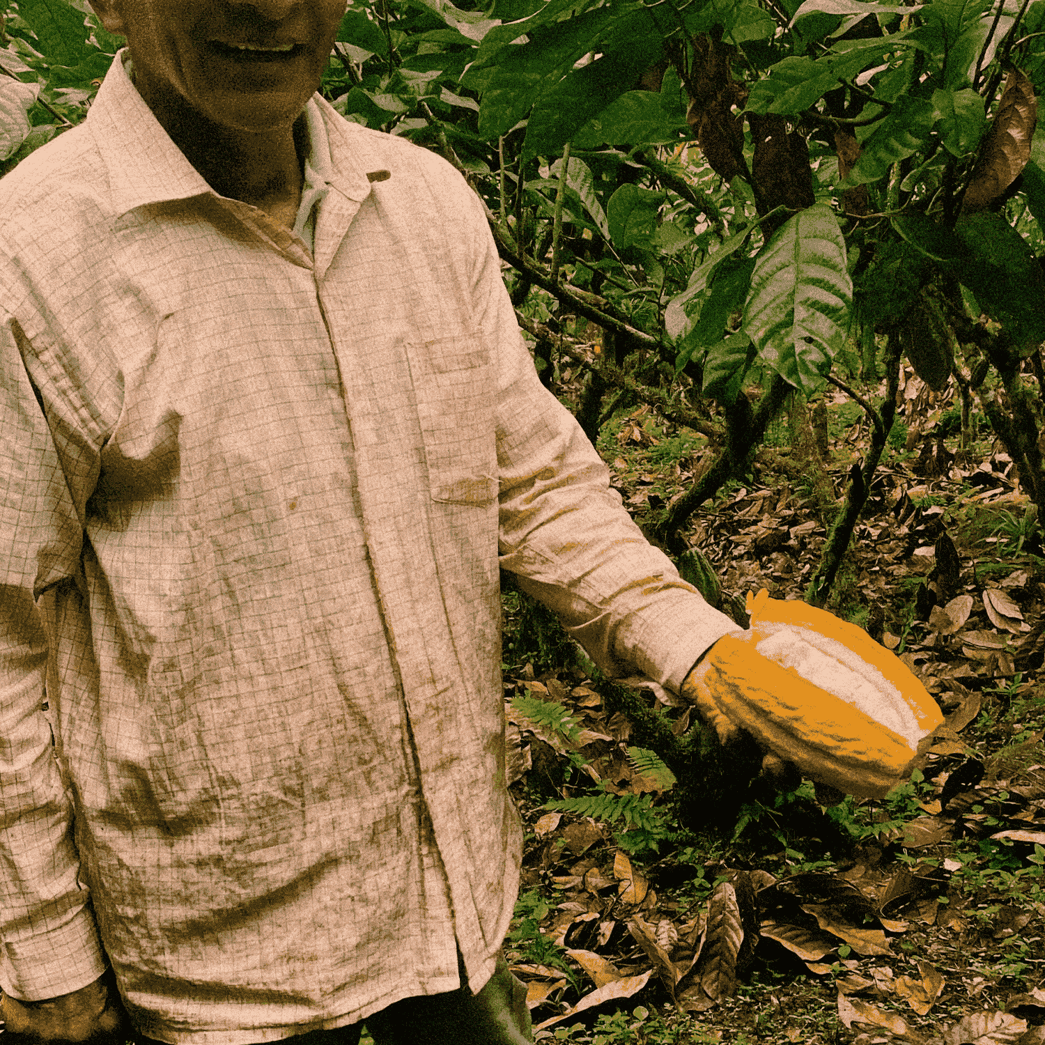 Person holding a cocoa pod in a cocoa farm setting