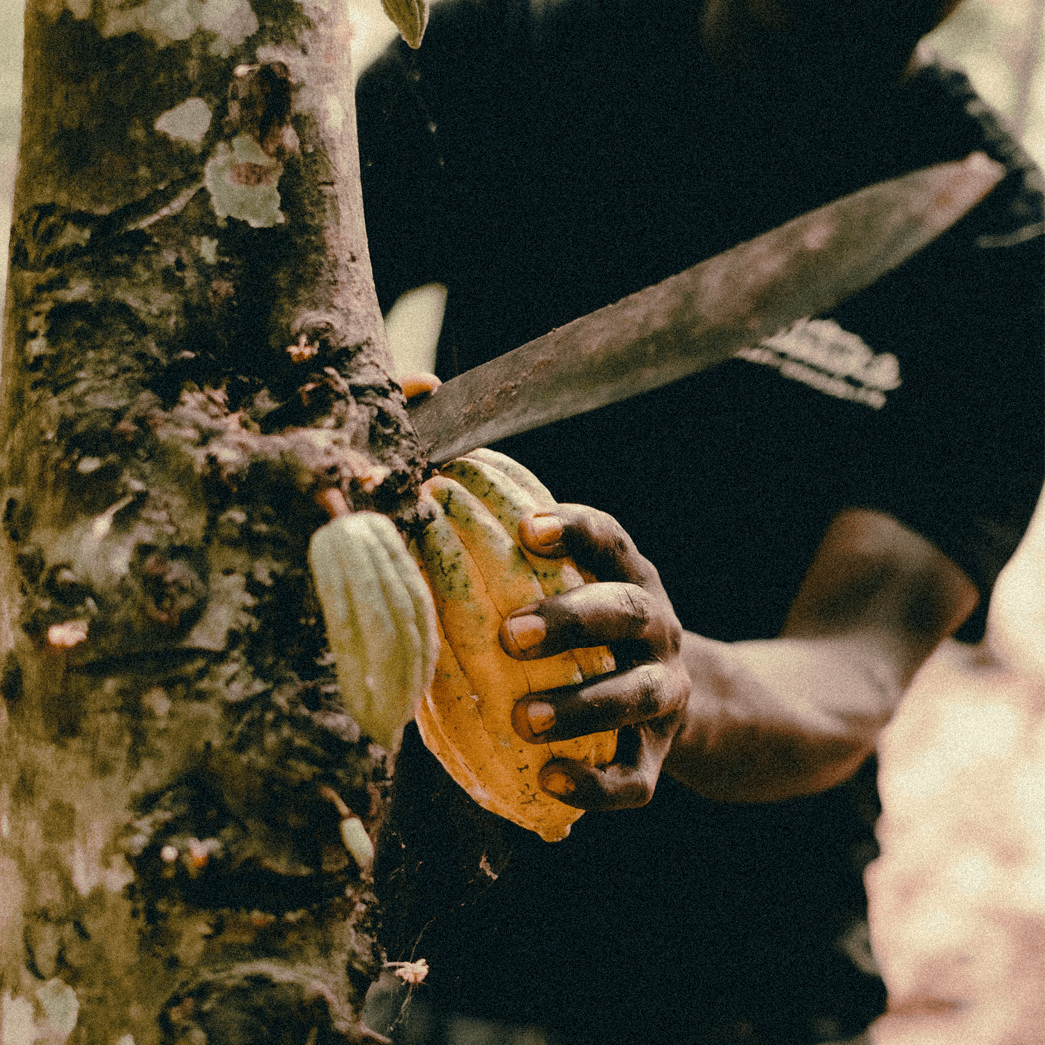 Person cutting a cocoa pod from a tree with a knife