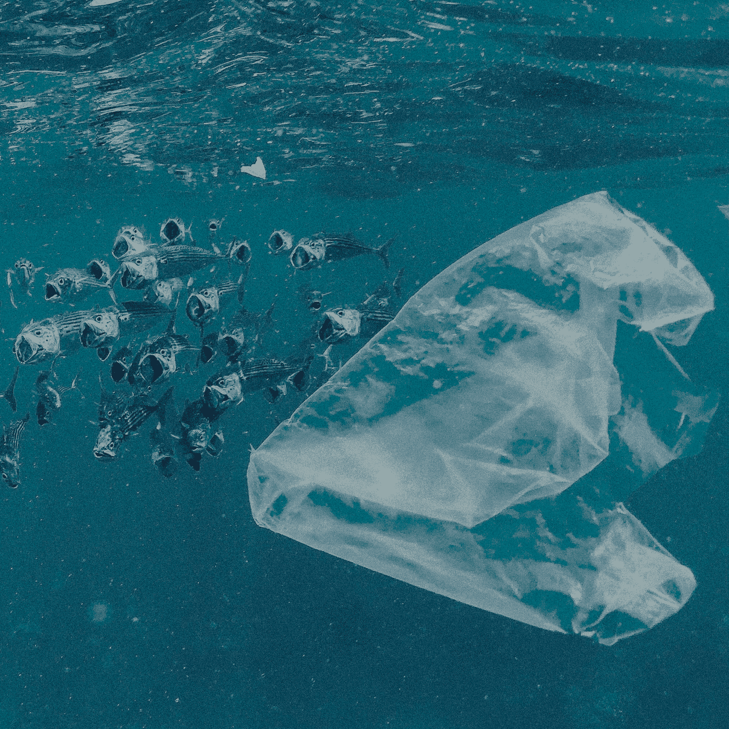 Plastic bag floating in the ocean with a background of blue water.
