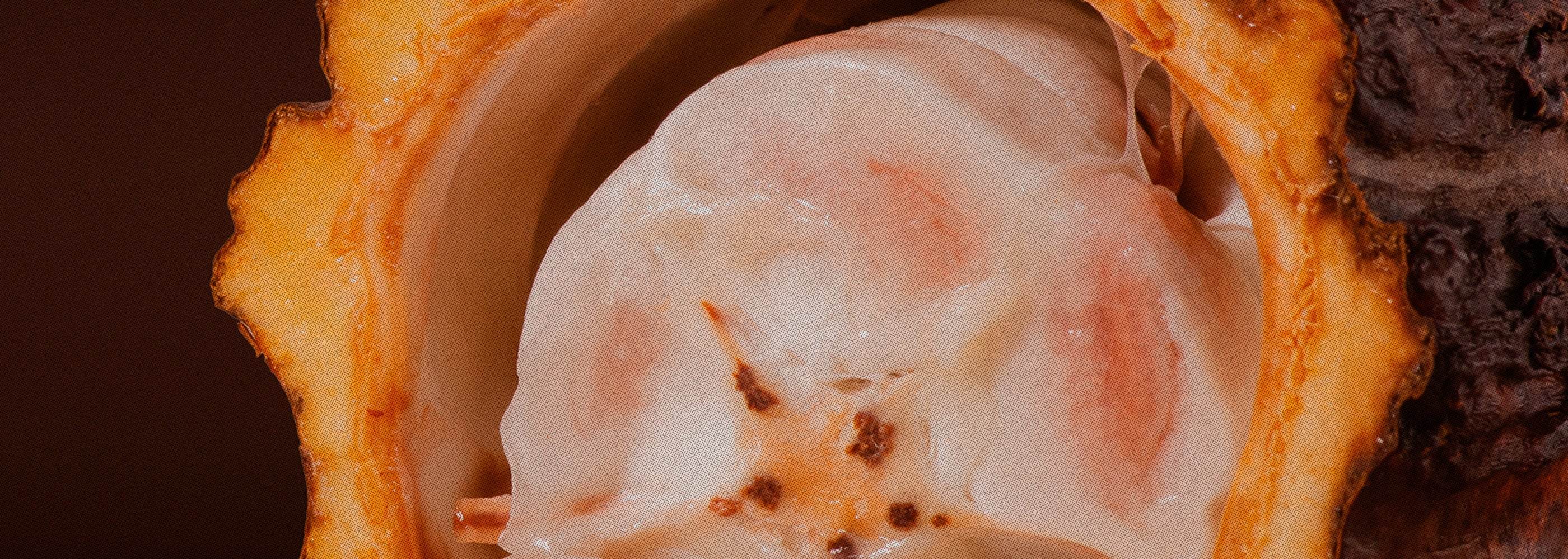 about_the_science_the_power_of_cacao_B - The Conscious Bar